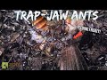 My TRAP-JAW ANTS vs ROACH