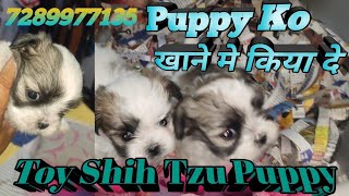 New Puppy Ko Khane Me Kiya De #abhaypetslover by Abhay Pets Lover 155 views 12 days ago 2 minutes, 55 seconds