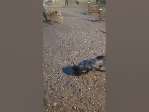 гачимучи - YouTube