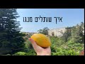 איך לשתול מנגו מגרעין