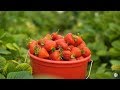 Wyoming Berries - Farm to Fork Wyoming