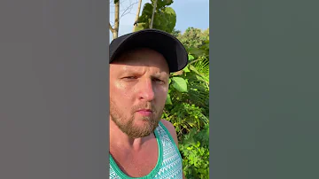Змеиный фрукт / Салак с острова Бали #shorts #short #салак #snakefruit #бали #bali #фрукты