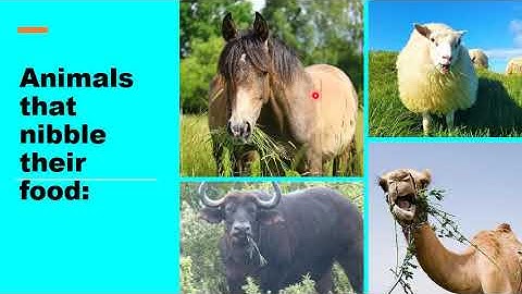 Metropolitan School Week 3 Class 3 Science Lesson