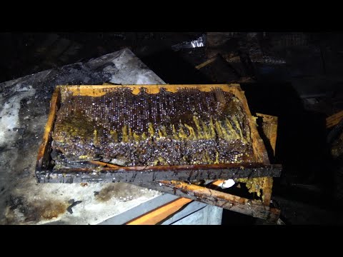 Videó: Hol keletkezett a méhészet?