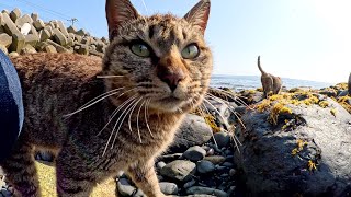 猫達が海藻だらけの海の岩場で食べ物を探す
