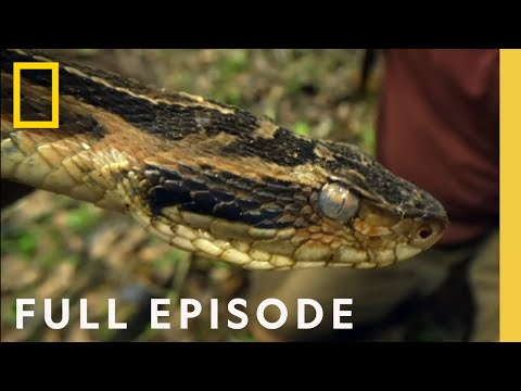 Jagged Jungle (Full Episode) | NEW SERIES | Primal Survivor: Over the Andes