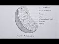 How to draw a mitochondria easily l biology drawing l
