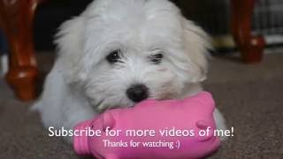 A week in the life of a Coton De Tulear puppy