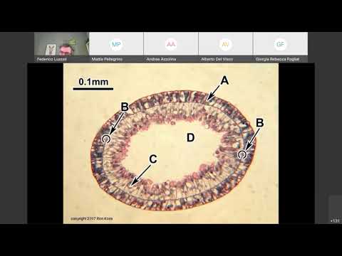 16b Istologia Muscolo introduzione e struttura