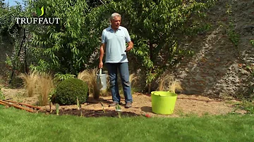 Quelle période pour planter les iris ?