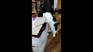 Котик Черри достает из коробки  новогодние игрушки