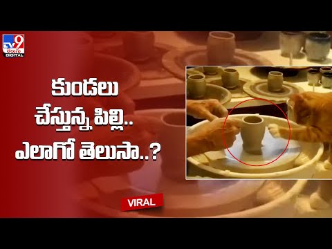 కుండలు చేస్తున్న పిల్లి.. ఎలాగో తెలుసా..? - TV9