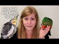 Symptoms of a sick bird and what to do before going to your avian vet