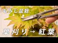 【もみじ盆栽】秋のキレイな紅葉に向けた葉刈りの方法【二番芽】