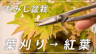 【もみじ盆栽】秋のキレイな紅葉に向けた葉刈りの方法【二番芽】