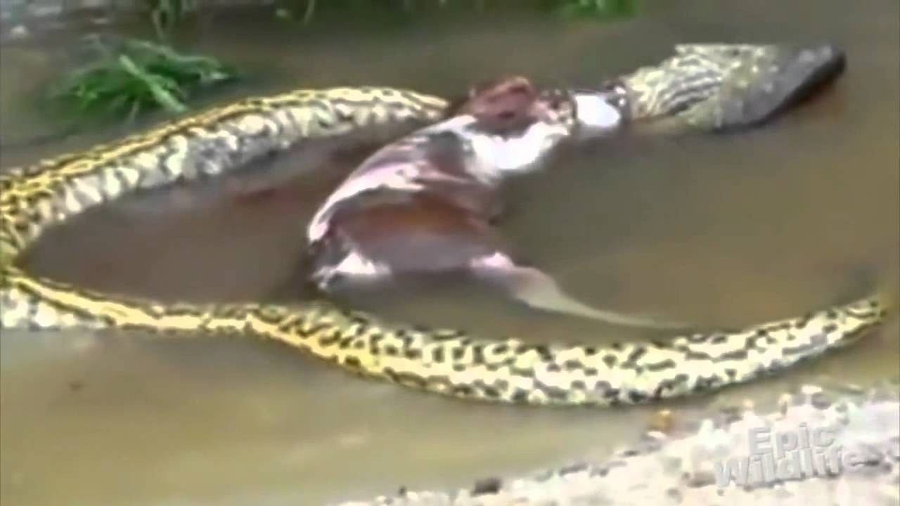 Giant Snake Eats Cow Youtube