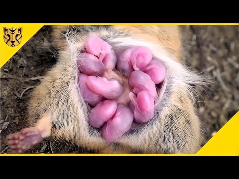Video: Foto-foto Yang Tiba-tiba Pergi Menunjukkan Virah Bagaimana Cepat Anjing Besar Tumbuh Hanya Dalam 6 bulan