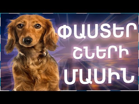 30 ՀԵՏԱՔՐՔԻՐ ՓԱՍՏ ՇՆԵՐԻ ՄԱՍԻՆ/Paster Shneri masin