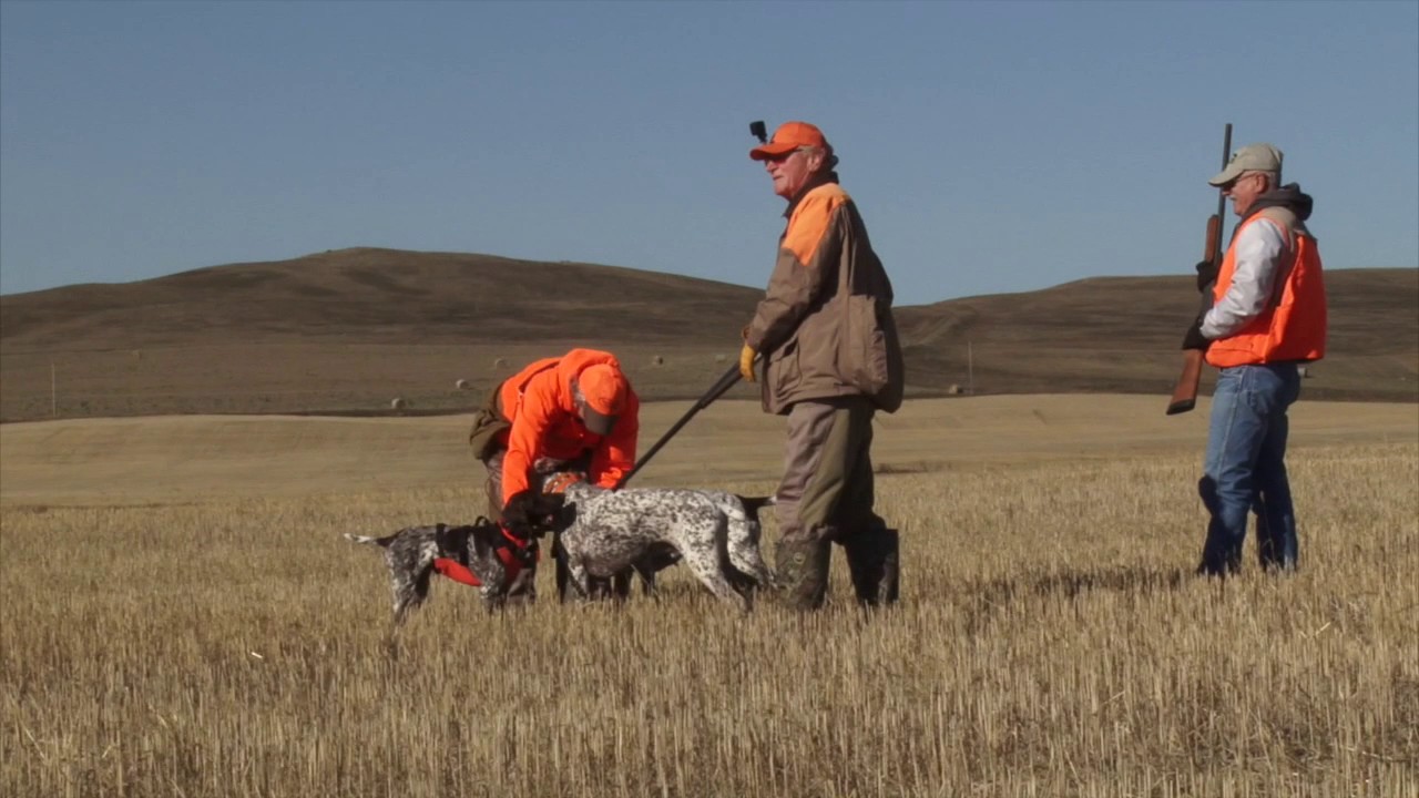 Montana Bird Hunt 2016 with Bird Dogs Afield TV YouTube