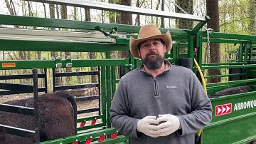 Synchronization of cattle Step 2