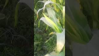 ছোট্ট একটা মেশিন 100 বিঘা ভিড়ের ভোটার ফেত পানি দিতাছে #zcmasmr