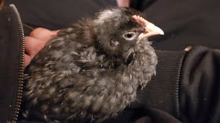 Baby rooster wanted a night-time cuddle!!