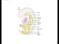 development of GIT 1 (Esophagus, stomach & doudenum)