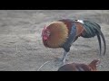 原雞 Red Junglefowl (Gallus gallus) (畫質開4K)