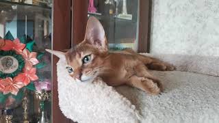 Абиссинский котенок дикого окраса
