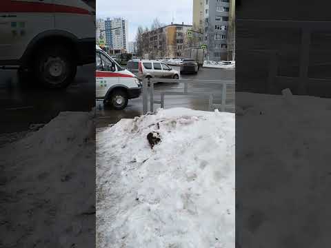 скорая помощь