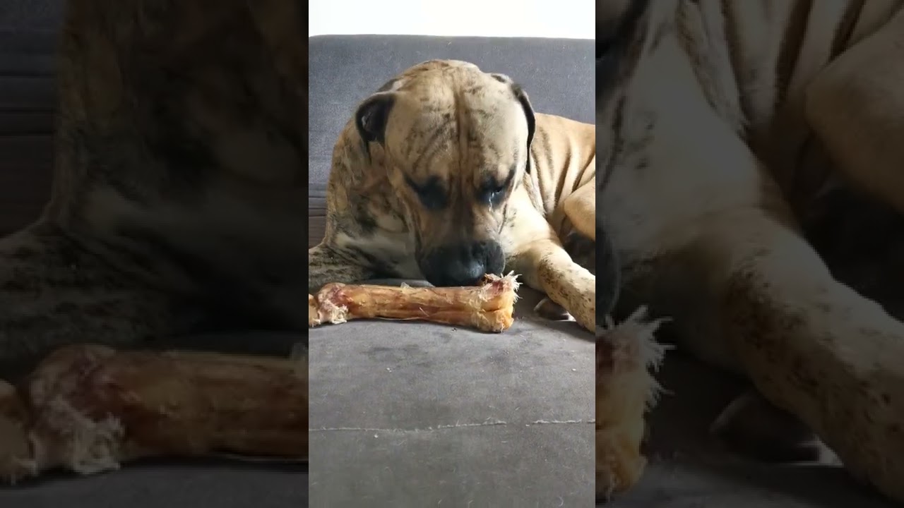 Boerboel isst Pferdeknochen. 👌
