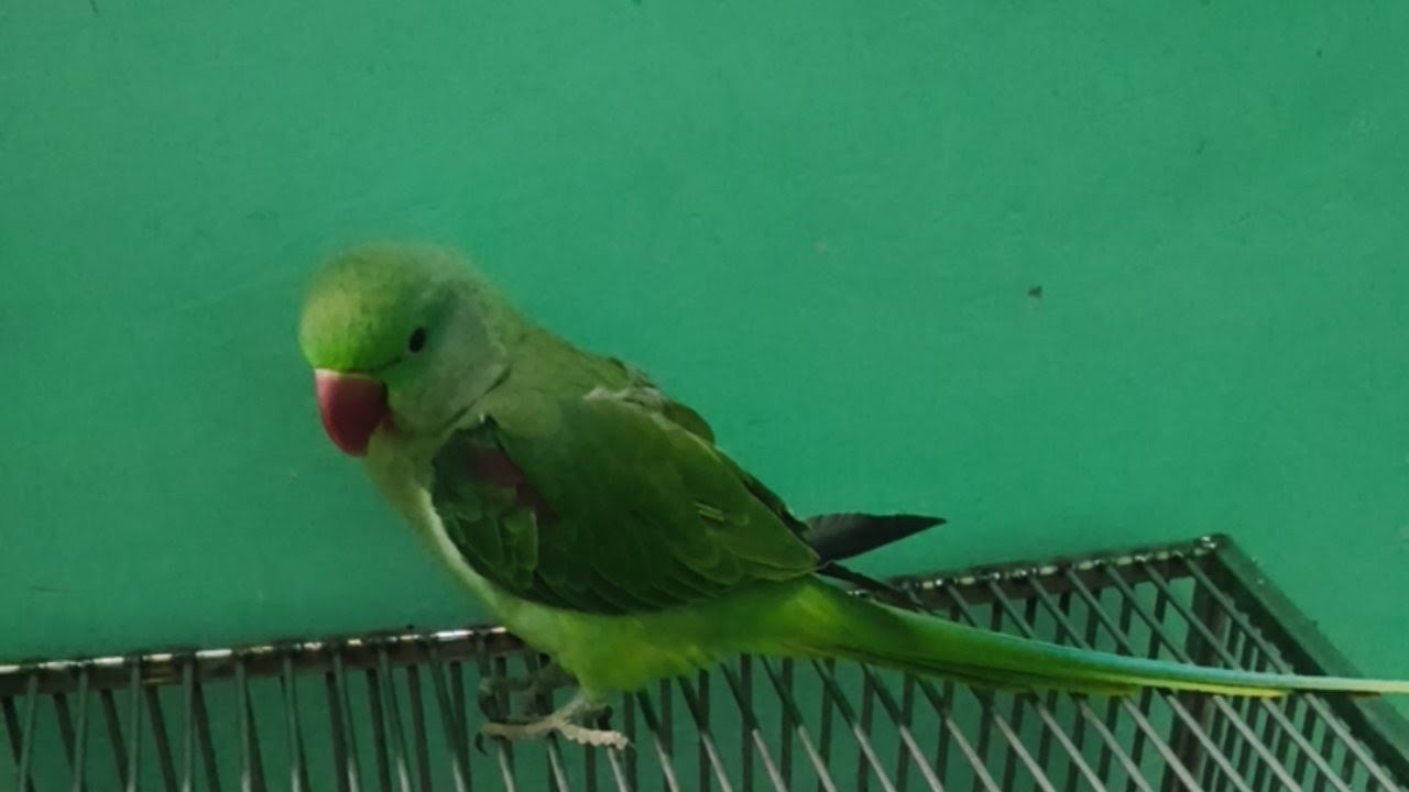 quti parrot family  is live🦜 welcome to live friends