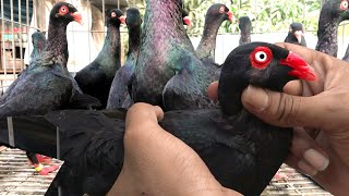 Extraordinary Black Danish Tumbler Pigeon Pigeons Video