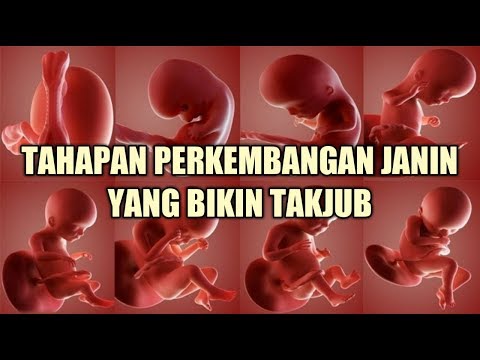 Video: Seperti Apa Rupa Bayi Di Perut?