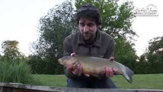 Tips and tactics to catch more tench