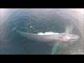 Blue whales feeding in the Sea of Cortez-ariel drone view