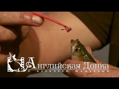 история английской донки история английской донки
