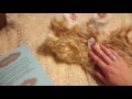 Joy for All Companion Pet unboxing video (part 1 of 2)