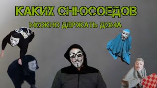 Каких СНЮСОЕДОВ можно держать дома? / все виды ДОМАШНИХ СНЮСОЕДОВ