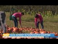 Is pumpkin spice over? Search data shows interest is falling
