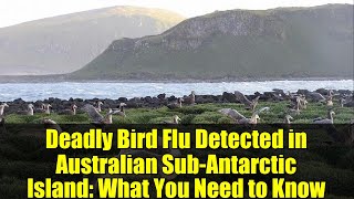 Deadly Bird Flu Detected in Australian Sub-Antarctic Island: What You Need to Know