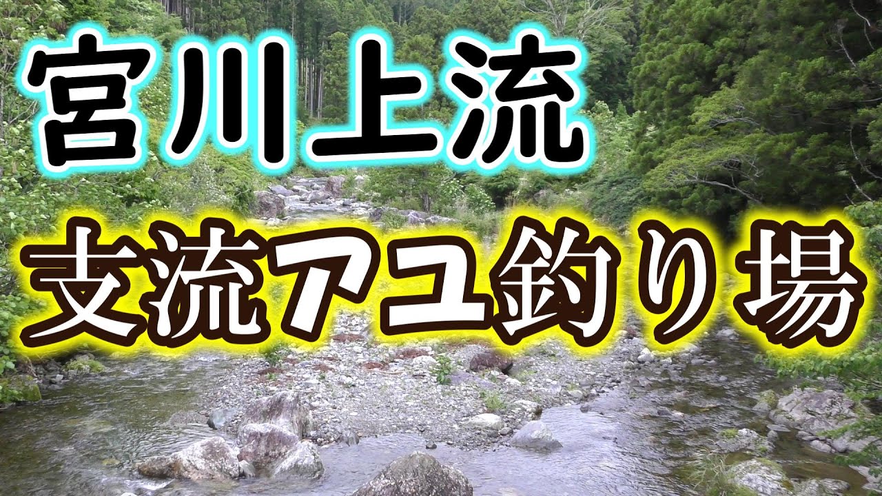 ここならグッドコンディションのアユが居るかも！？宮川上流は支流にもしっかりアユが放流されています！【2023年版】