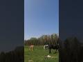 The girls grazing on a beautiful day! #drafthorses #workinghorses #percheron #belgian