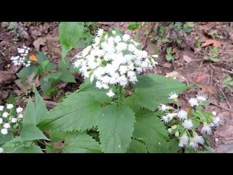 วีดีโอ: White Snakeroot Facts – เรียนรู้เกี่ยวกับการใช้ Snakeroot Plant ในสวน