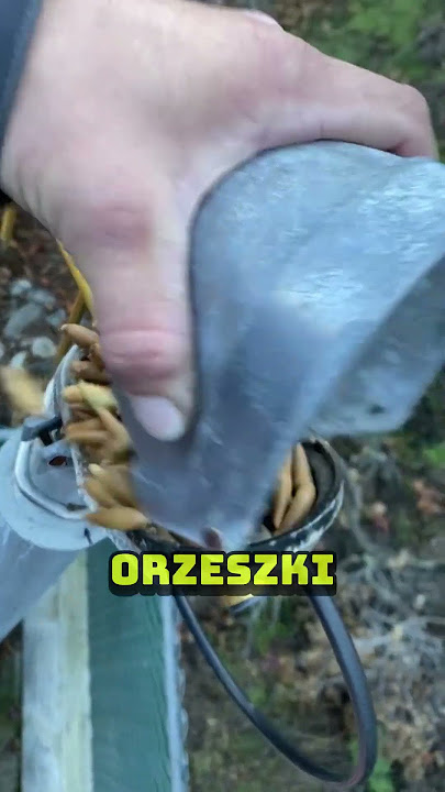 Znalazł ukryty skarb wiewiórki! 🤣😱