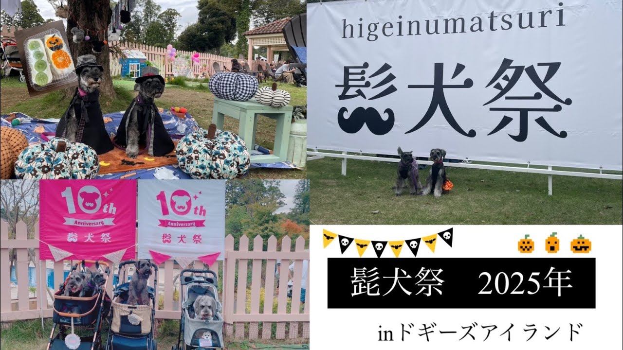 ミニチュアシュナウザーが集結！髭犬祭りinドギーズアイランド【多頭飼いの日常】