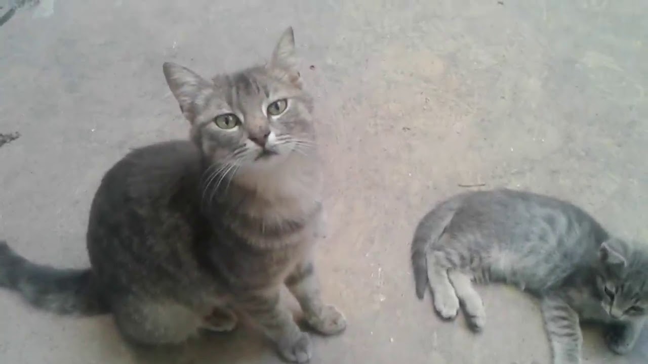 Sevimli gri yavru kediler ve tıslayan komik Anne kedi😺😺😺 YouTube