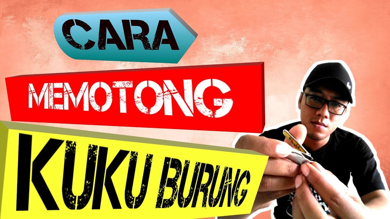 Cara Memotong Kuku Burung Mengatasi Kuku Burung Yang Cara Memotong Kuku Burung Mengatasi Kuku Burung Yang