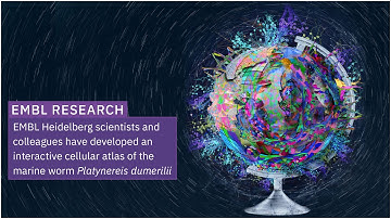 An interactive cellular atlas of the marine worm Platynereis dumerilii