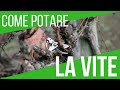 POTATURA VITE | TUTORIAL SU CORDONE SPERONATO | ORTO E GIARDINAGGIO